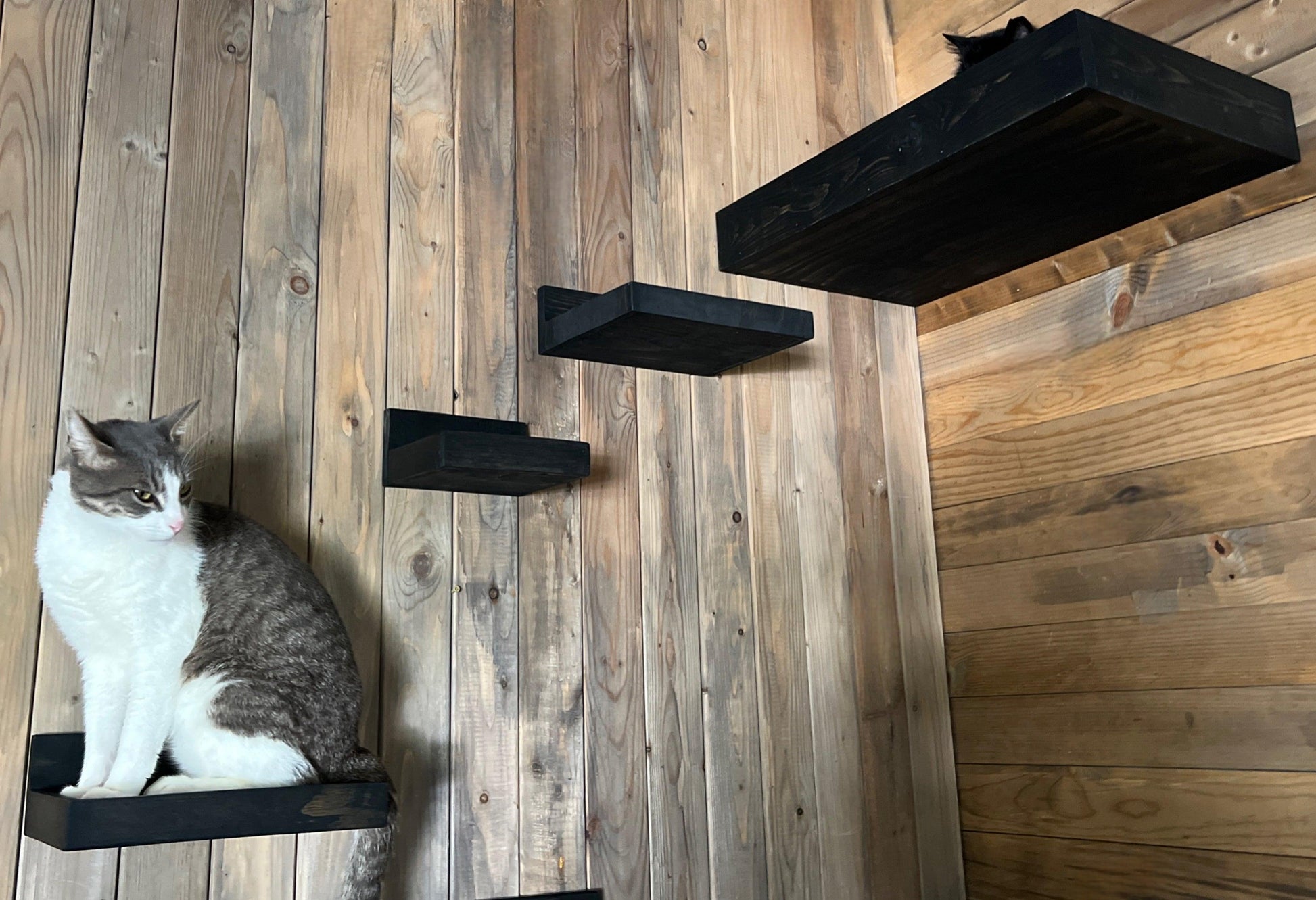 Floating Cat Shelves - My Two Maggie's, Floating Cat Shelves - My Two Maggie's, Floating Cat Perch, Cat Hammock, Wall Mounted Cat Shelves,  Wall Mounted Cat Step, Floating Cat Shelf, Hanging Cat Perch, Wall Cat Shelf, Wall Cat Step, Cat Furniture